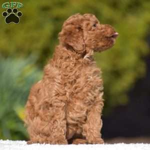 Kitty, Miniature Poodle Puppy